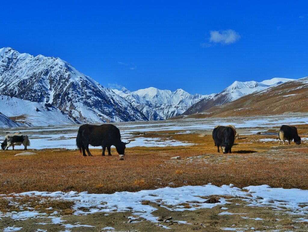 NORTH PAKISTAN AUTUMN TOUR