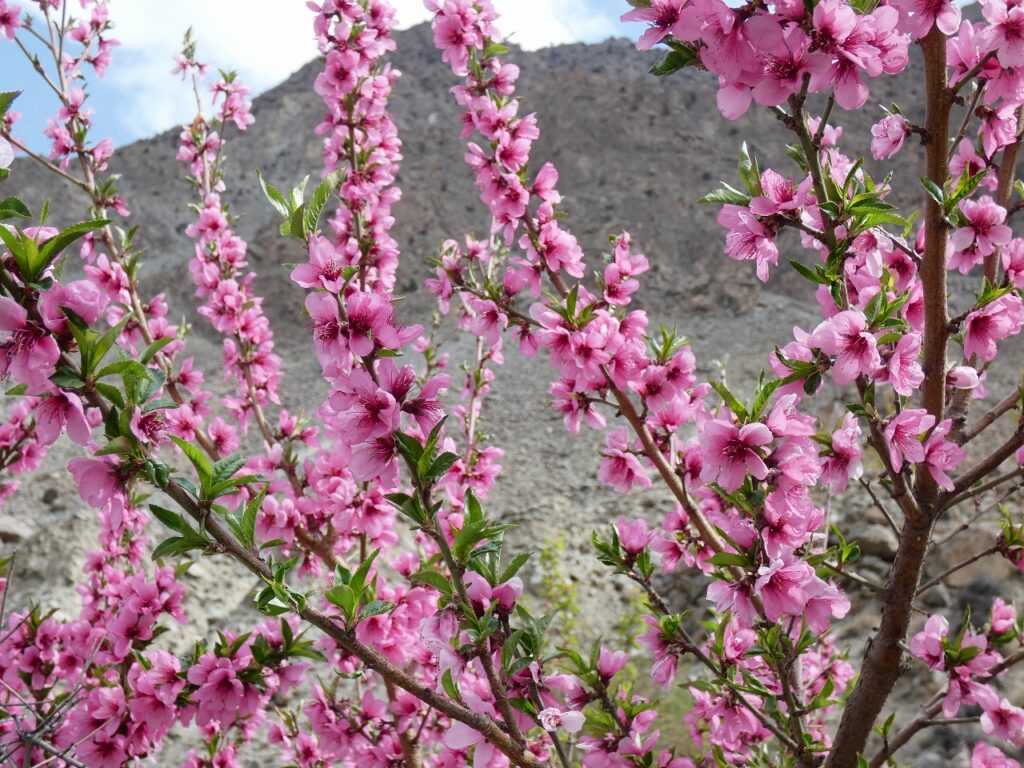 NORTH PAKISTAN BLOSSOM TOUR