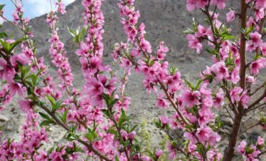 NORTH PAKISTAN BLOSSOM TOUR