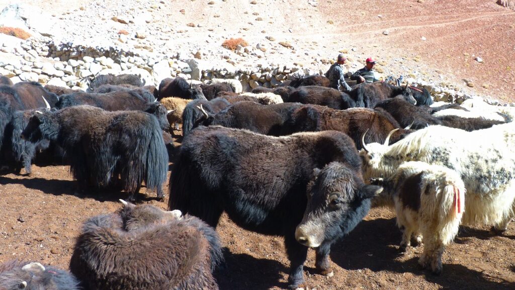 SHIMSHAL PASS – PAMIR TREK